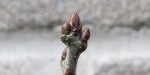 Bourgeons du chêne