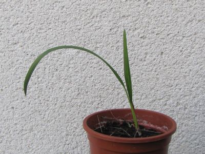 Semis Chamaerops Humilis