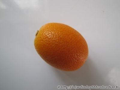 Semis Kumquat