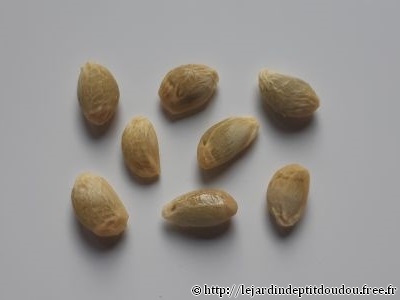 Semis Kumquat