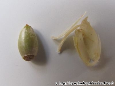 Semis Kumquat