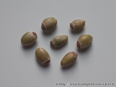 Semis Kumquat