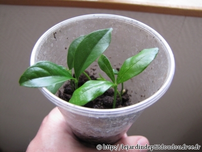 Semis Kumquat