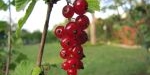 Fruit du Groseillier