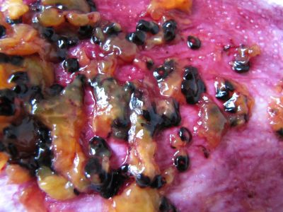 Semis Tamarillo