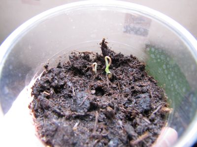 Semis Tamarillo