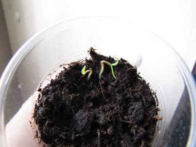 Semis Tamarillo