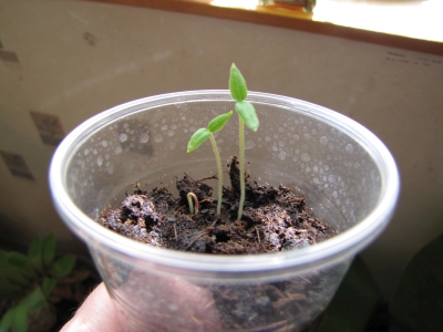 Semis Tamarillo