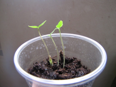 Semis Tamarillo