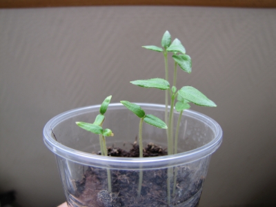 Semis Tamarillo