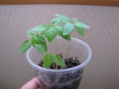 Semis Tamarillo