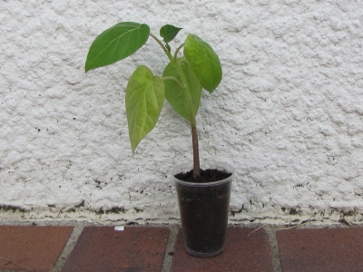 Semis Tamarillo