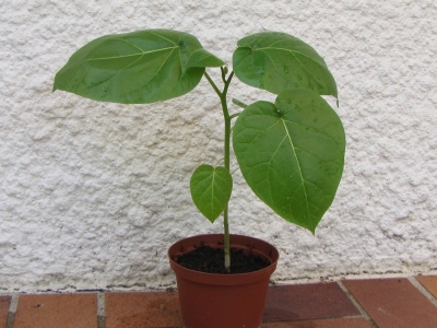 Semis Tamarillo