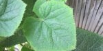 Feuille du kiwano