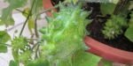 Fruit du kiwano