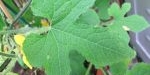 Feuille du kiwano