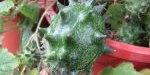 Fruit du kiwano
