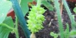 Fruit du kiwano
