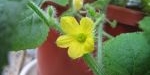 Fleur du kiwano
