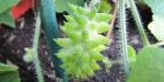 Fruit du kiwano
