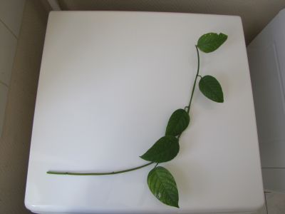 Bouture passiflora Quadrangularis