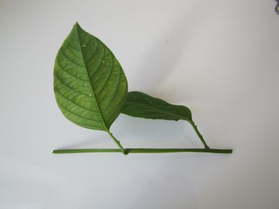 Bouture passiflora Quadrangularis