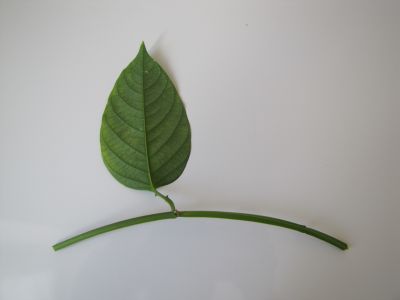 Bouture passiflora Quadrangularis
