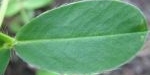 Feuille d'arachide