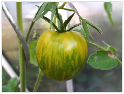 Tomate Green Zebra