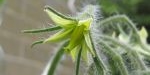 Fleur de tomate green zebra