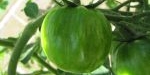 Fruit de tomate green zebra
