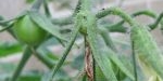 Fruit de tomate green zebra
