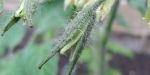 Fleur de tomate green zebra