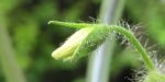 Fleur de tomate gold nugget