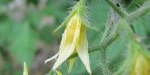 Fleur de tomate gold nugget
