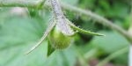 Fruit de tomate gold nugget