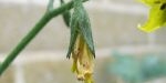 Fleur de tomate coeur de pigeon rouge