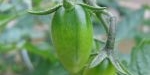 Fruit de tomate coeur de pigeon orange