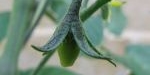 Fruit de tomate coeur de pigeon rouge