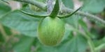 Fruit de tomate gold nugget