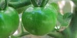 Fruit de la tomate cerise