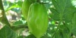 Fruit de tomate coeur de pigeon orange