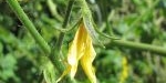 Fleur de tomate coeur de pigeon rouge