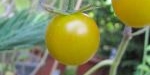 Fruit de tomate gold nugget
