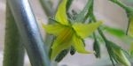 Fleur de la tomate cerise