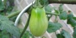 Fruit de tomate coeur de pigeon orange