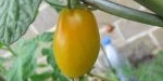 Fruit de tomate coeur de pigeon orange