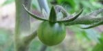 Fruit de la tomate cerise