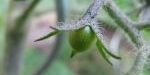Fruit de la tomate cerise